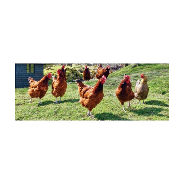 Gallinas Ponedoras Granulo 25 Kg