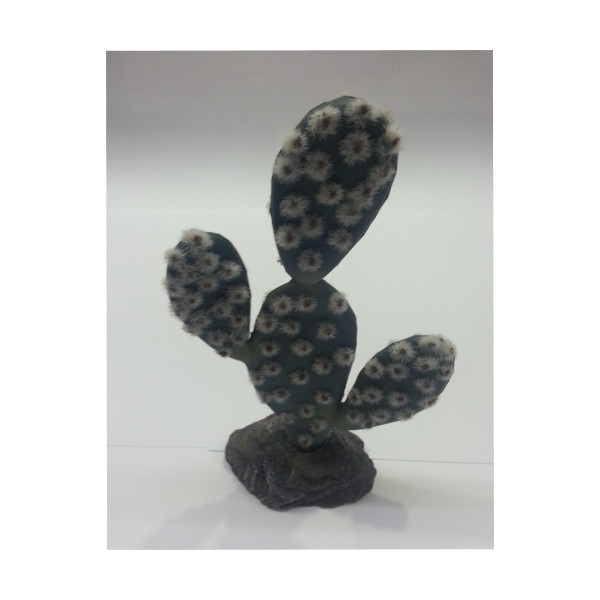 Cactus Sahara 19Cm.