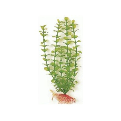 Green Bacopa 20 Cm. Planta Acuario