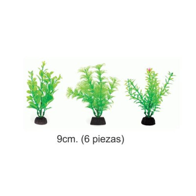 Planta Aqua Green 9Cm. 6 Piezas