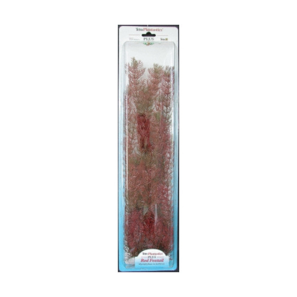 Planta Foxtail Plus (35-38Cm)